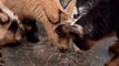 Person Watches Nigerian Dwarf Goats Eat Food Together at Farm