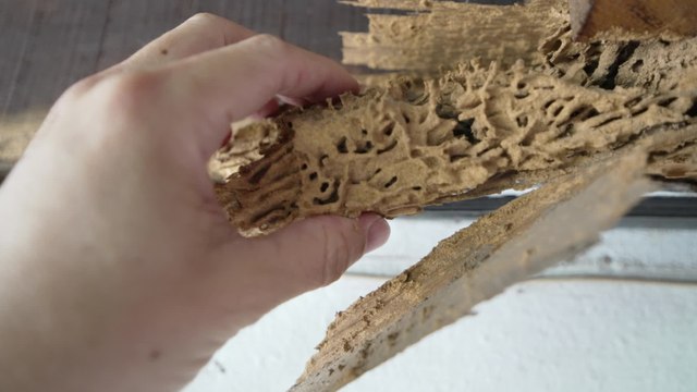 Termites: This is how a woman spotted a dangerous infestation