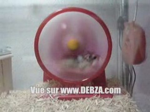 Hamster stupide mdr !il voltige dans sa cage !