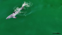 Yeni doğan bir büyük beyaz köpekbalığını, ilk kez bir YouTuber görüntülemiş olabilir