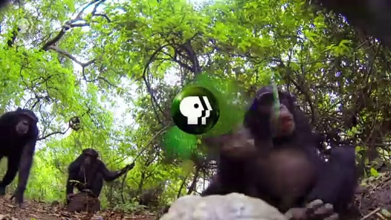 Nature Saison 1 - SPY IN THE WILD on NATURE | Official Trailer | PBS (EN)