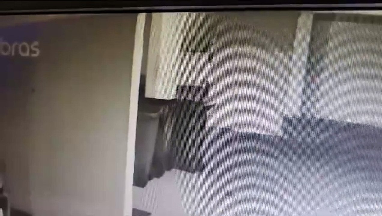 VÍDEO: “Ladrão-fantasma” invade prédio em bairro nobre e rouba bicicleta