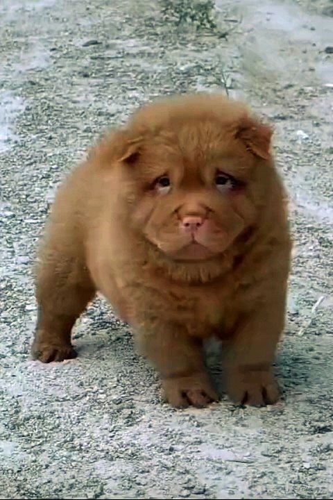 Lovely Duet Puppy