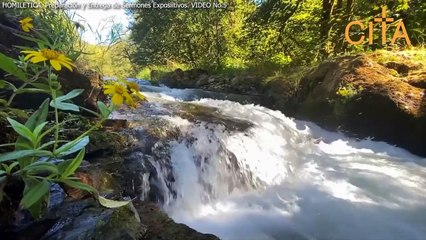 Predicación Expositiva - Clase N° 5