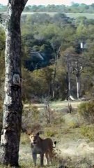 Lion Chases Leopard Up Tree