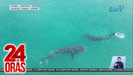 Butanding sighting, mae-enjoy sa Donsol; dagsa ng turista, inaasahan | 24 Oras