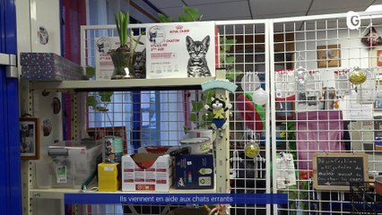 Reportage - Ils viennent en aide aux chats errants