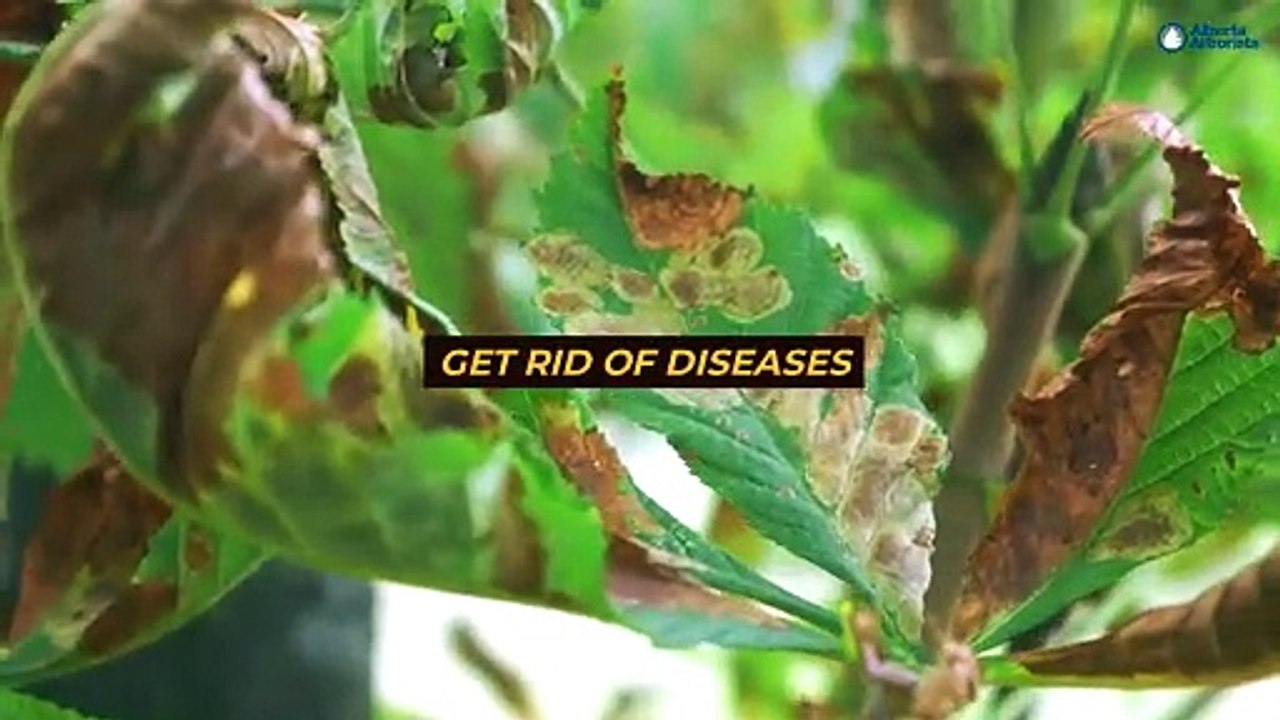 Does Pruning Improve Tree Form and Aesthetics