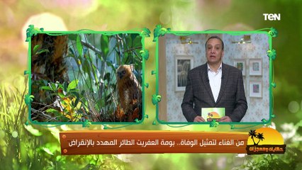 "من الغناء لتمثيل الوفاة ومتوسط وزنه 40 جرام".. أسرار ومعلومات لازم تعرفها عن طائر بوم العفريت