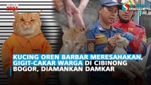 Kucing Oren Barbar Meresahakan, Gigit-Cakar Warga di Cibinong Bogor, Diamankan Damkar