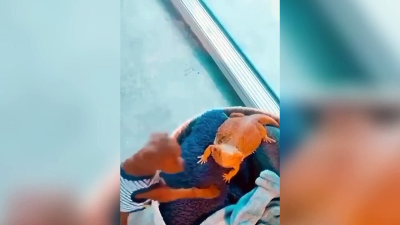 Ultimate Try Not to Laugh Challenge: Hilarious Dogs Edition! 