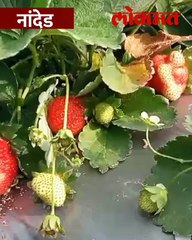 १०  गुंठे शेतीत स्ट्रॉबेरीचा मळा,  ६ लाखांचं उत्पन्न मिळणार, तरुण शेतकऱ्यानं कसं करून दाखवलं?