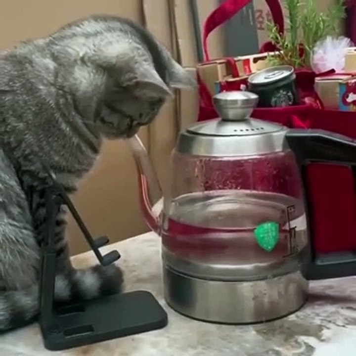 Cat physics..