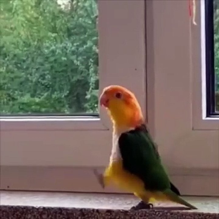 The way this bird walks..