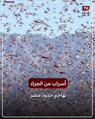 أسراب من الجراد تهاجم حدود مصر