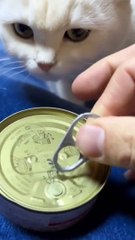 OMG_I_M_SORRY___#catsloversworlds_#catstagram_#catsoftiktok_#catsofinstagram_#catsloversworld_#catsofinsta_#catsound_#cats_#catsofig_#catlover_#catl