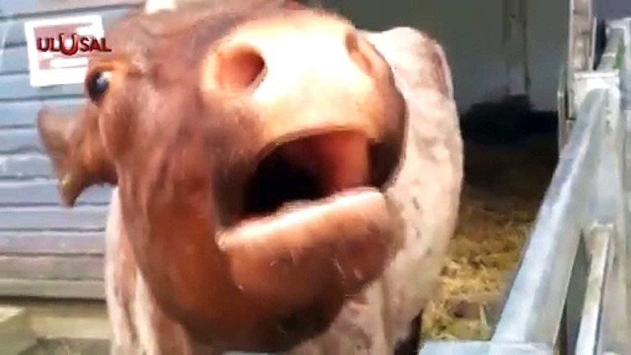 Besici çıkış yolu arıyor: "Süt geliri az, hayvanları kesime göndereceğiz"