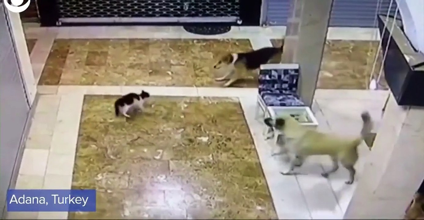 Quand les secours arrivent pile au bon moment... Chat en colère