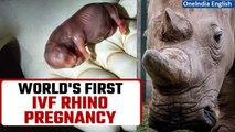 Scientists carry out the first successful in vitro fertilisation of a southern white rhino