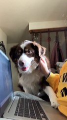 Australian Shepherd Wants All the Attention