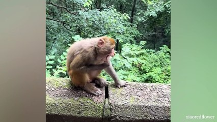 Hilarious Monkey Moments Compilation 🐒 | Best Funny Monkey Videos in Full HD
