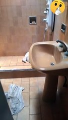 Basset Hound Sleeps in the Shower