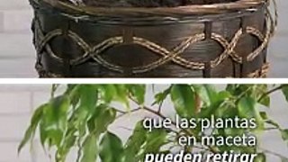 ¿Tener plantas para purifica tu aire?