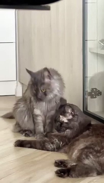 Cat sisters