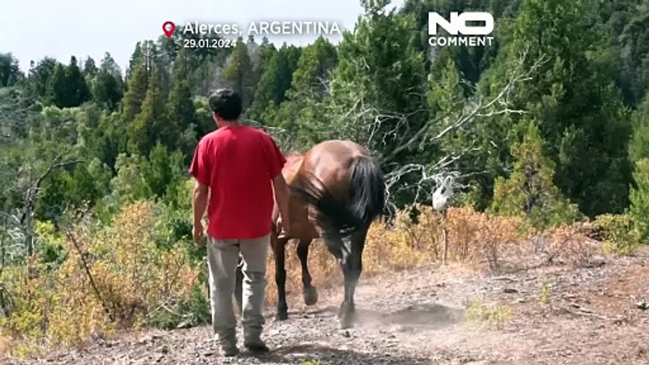 Nationalpark in Flammen: 2.000 Hektar Wald zerstört