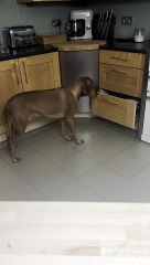 Dog Surprises Himself By Opening Drawer