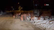 Şehir merkezinde bu kez aç kalan atlar yiyecek aradı