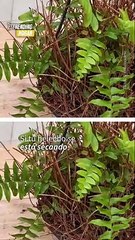 Tips para cuidar tus plantas