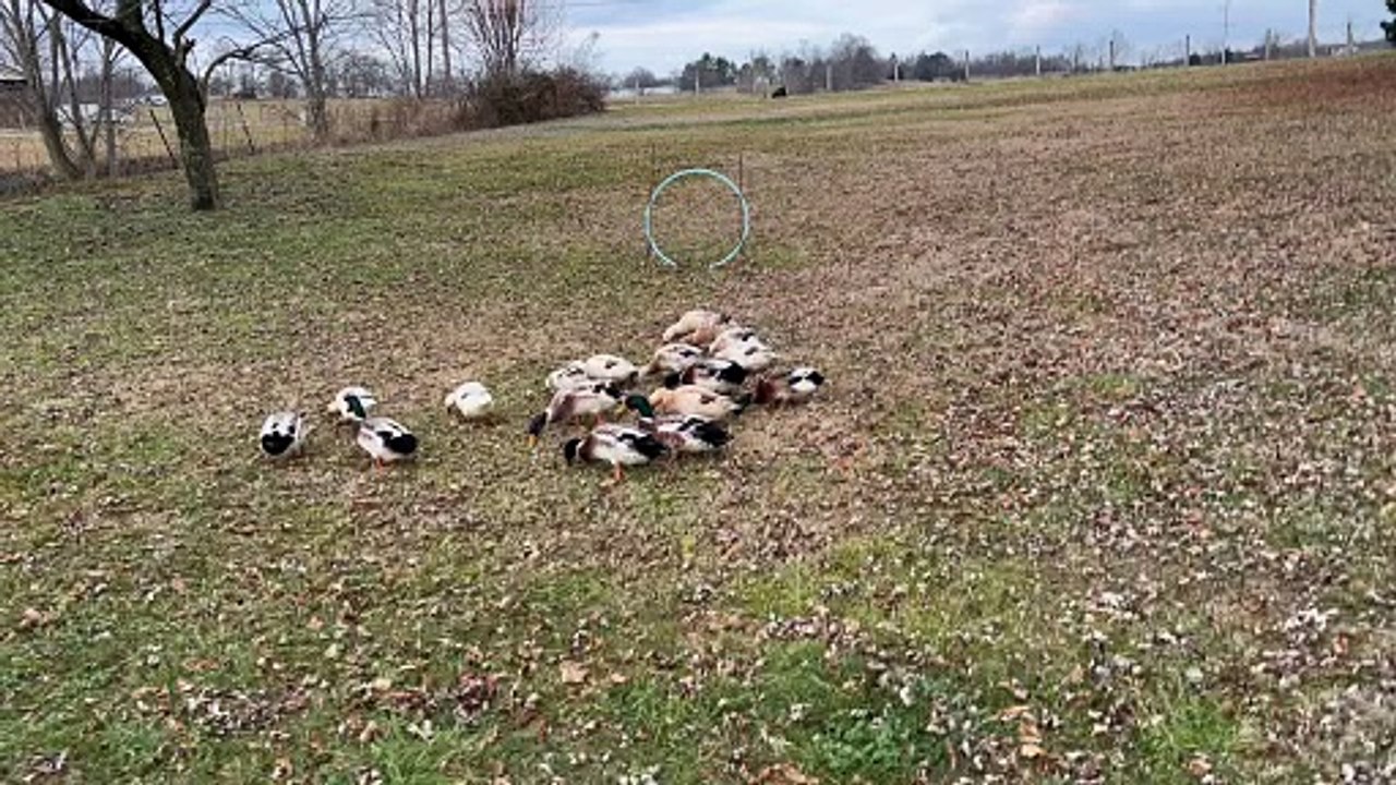 Border Collies Herd Ducks Through Hoop