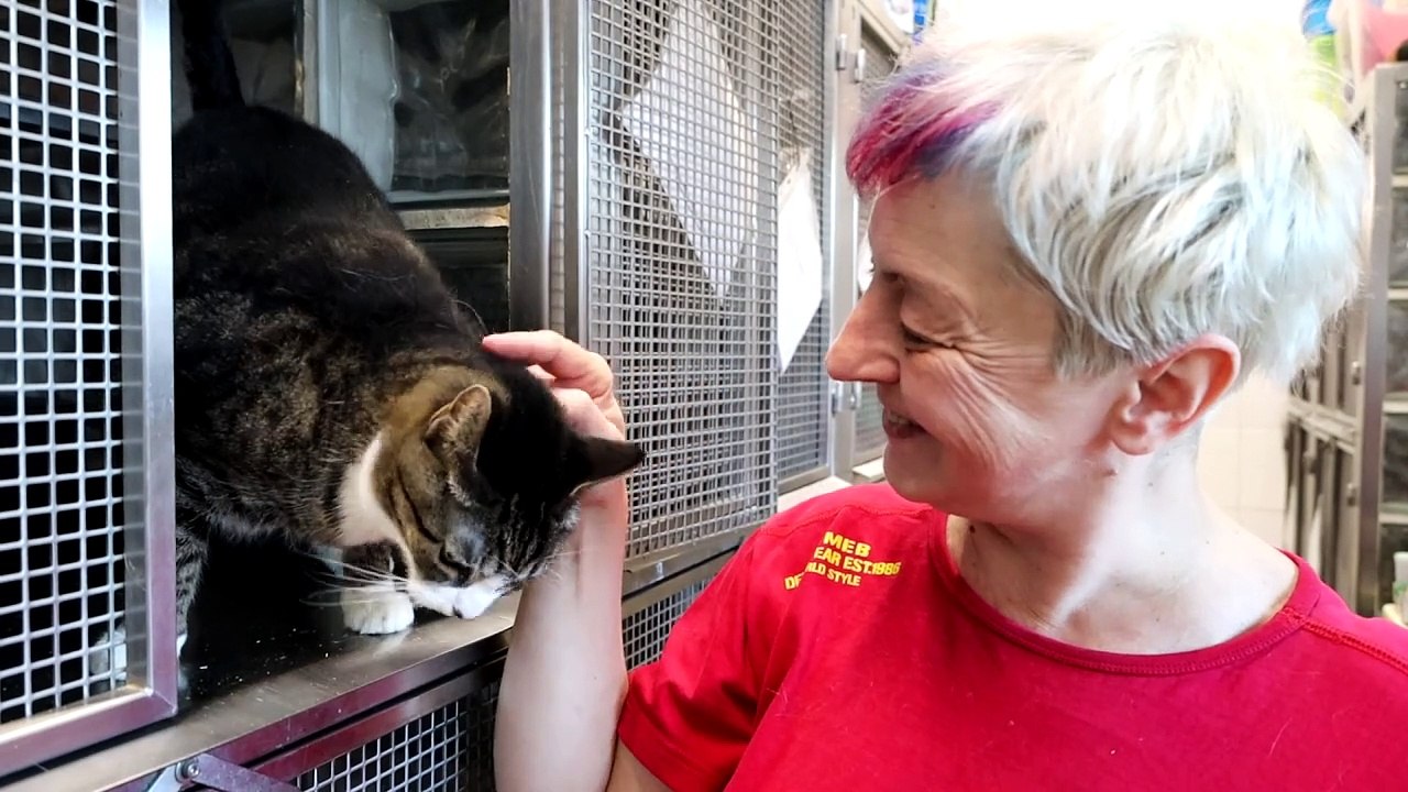 Schronisko w Katowicach ma nowy pawilon dla kotów