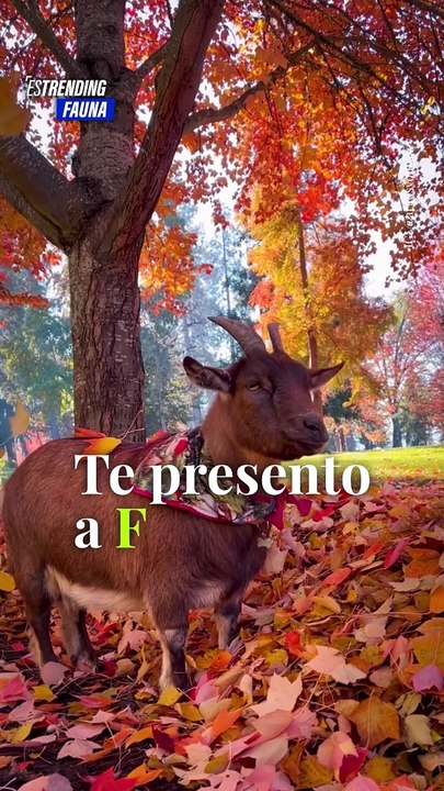 Frankie Battles, la cabra viajera