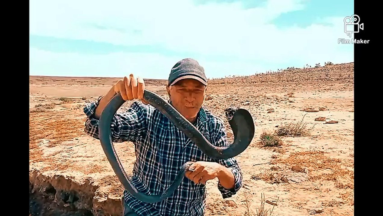 شاهد كيف يتم ترويض الافاعي في المغرب مع العساوي برهيم