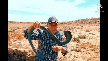 شاهد كيف يتم ترويض الافاعي في المغرب مع العساوي برهيم