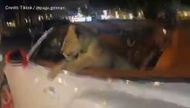 فيديو لشبل أسد يستقل سيارة بنتلي فاخرة