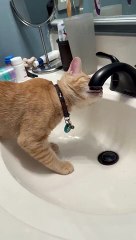 What does a cat do when it is thirsty?