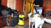 Dog Loves Getting Vacuumed