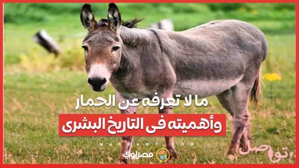 هل للحمار أثر كبير في التاريخ البشري؟ .... ما لا تعرفه عن الحمار