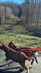 Skateboarding With Mini Goats