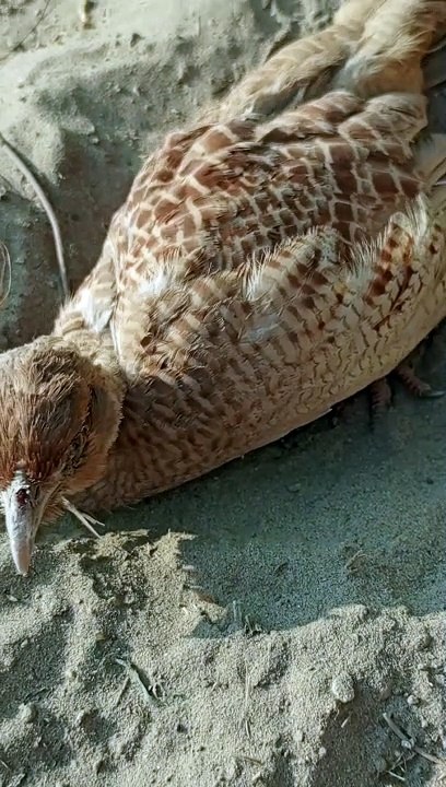 Irani the nest teetar