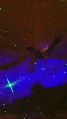 Amalghemy live at Mcmillan hall