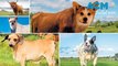 What happens if you blend a dog and a cow to create the ultimate 'cattle dog' breed