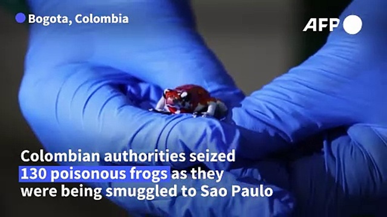 Poisonous frogs seized at Bogota airport