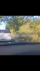 Al estilo 'Jumanji', Avestruz se pasea por las calles de La Ceiba