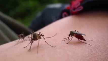 tn7-aumento-dengue-300124