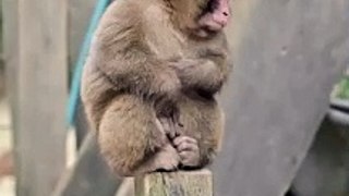 Cutest Expression of this Baby Monkey