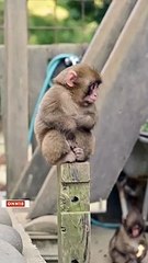 Cutest Expression of this Baby Monkey